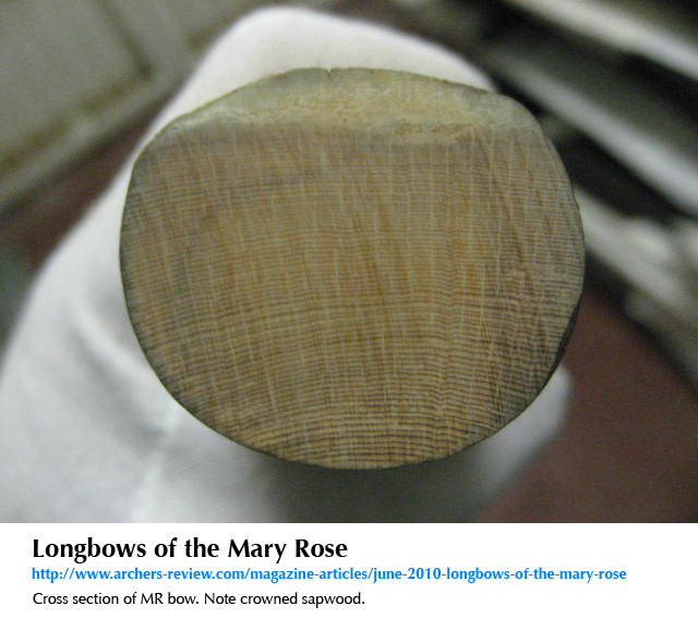Cross-section of MR bow showing crowned sapwood layer.jpg