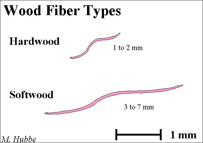 Softwood Hardwood Fibre Length.jpg